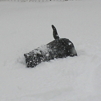Payton et la neige