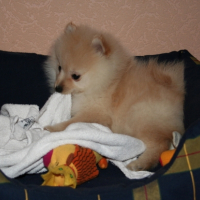 Photo #182245 de Athena