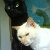 Photo #182253 de Nikita