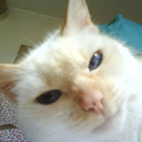 Photo #182255 de Nikita