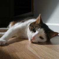 Photo #182257 de Kotek
