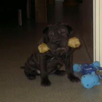 Photo #182258 de Candy