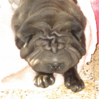 Photo #182259 de Candy