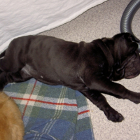 Photo #182262 de Candy