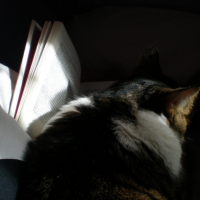 Photo #182263 de Kotek