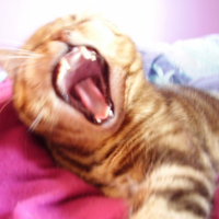 Photo #182280 de Caramelle