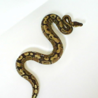 Photo #182317 de  j aime les souris