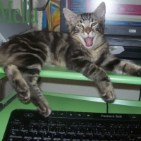 Photo #182340 de Nijïi