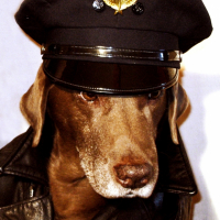 Photo #182351 de Amadeus