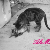 Photo #182371 de Maman