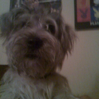 Photo #182381 de Bart