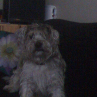 Photo #182382 de Bart