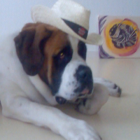 Photo #182389 de Buzz