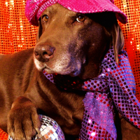 Photo #182395 de Amadeus