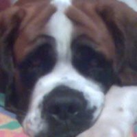 Photo #182409 de Buzz