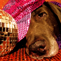Photo #182417 de Amadeus