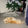 Je prends la pose sous le sapin !