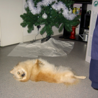 Photo #182429 de Athena