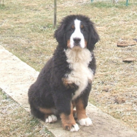 Photo #182439 de Dyna star