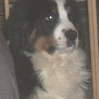 Photo #182444 de Dyna star