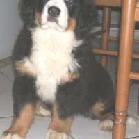 Photo #182446 de Dyna star