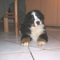 Photo #182452 de Dyna star