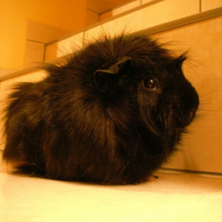 Photo #182474 de Stevette