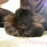 Photo #182532 de Lapinou