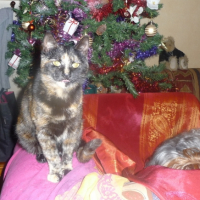 la minette elle va s'endormir moi je rève au Père  Noël