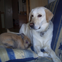 Photo #182559 de Rusty