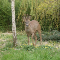 Photo #182561 de Bambi