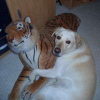 Photo #182563 de Rusty