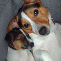 Photo #182564 de Dodger
