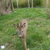 Photo #182568 de Bambi