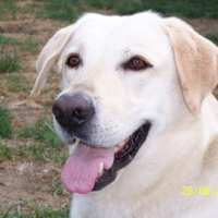 Photo #182585 de Rusty