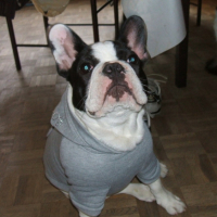 Photo #182628 de Chado