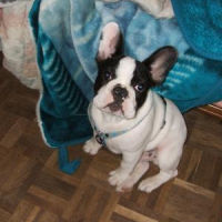 Photo #182632 de Chado