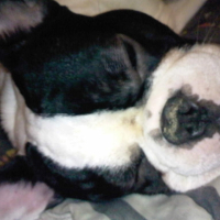 Photo #182634 de Chado