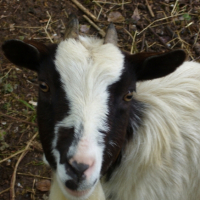 Photo #182643 de La grosse