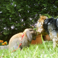 Photo #182699 de Fripon