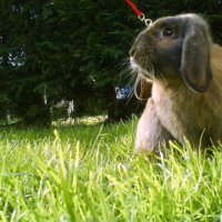 Photo #182706 de Fripon