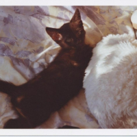 Photo #182747 de Romy