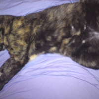 Photo #182780 de Nounoutte