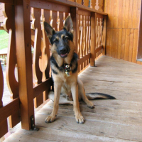 Photo #182795 de Rex