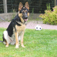 Photo #182797 de Rex