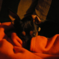 Photo #182812 de Dagobert