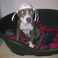 Photo #182839 de Dolce