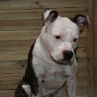 Photo #182841 de Caid