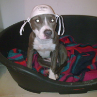 Photo #182851 de Dolce