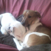 dixi_et_tito_4
